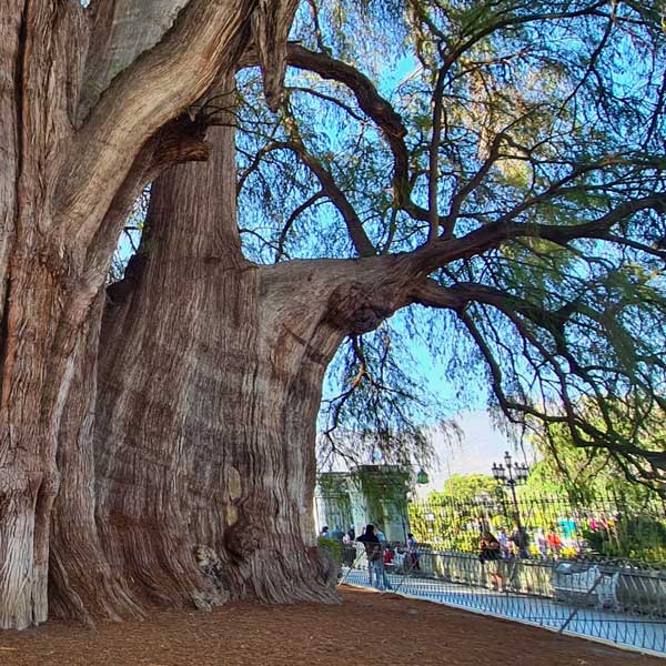 A large ahuehuete tree in a city park
